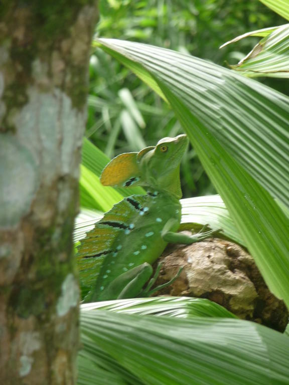 Topos Tree House Cahuita Ngoại thất bức ảnh