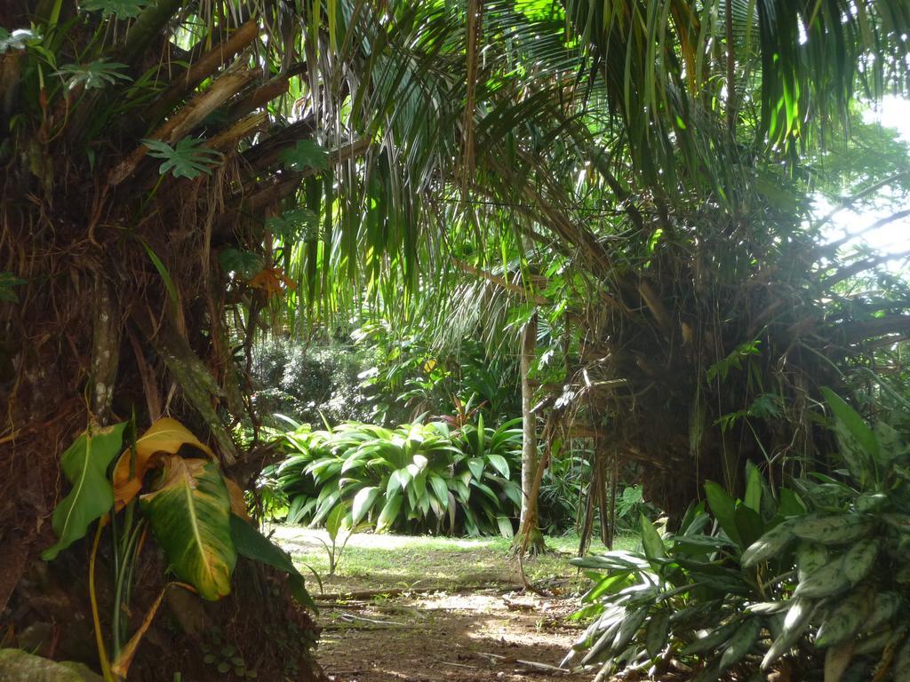 Topos Tree House Cahuita Ngoại thất bức ảnh