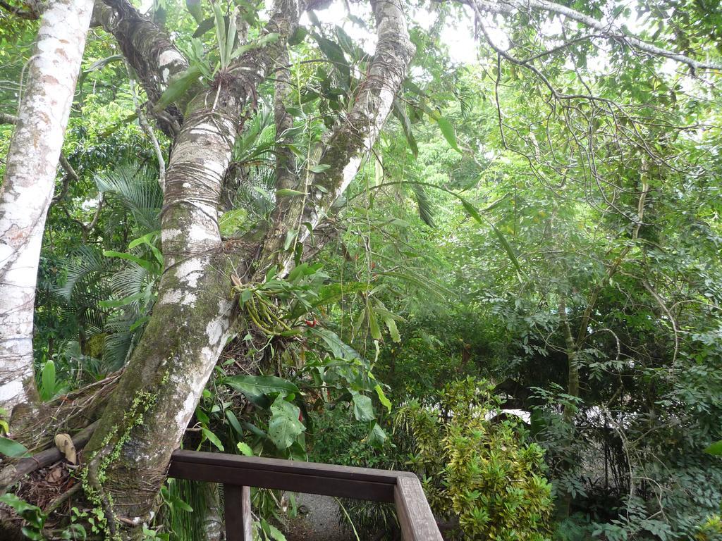 Topos Tree House Cahuita Ngoại thất bức ảnh