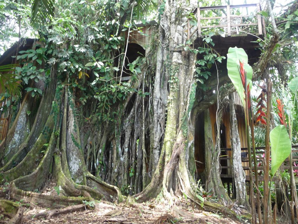 Topos Tree House Cahuita Ngoại thất bức ảnh