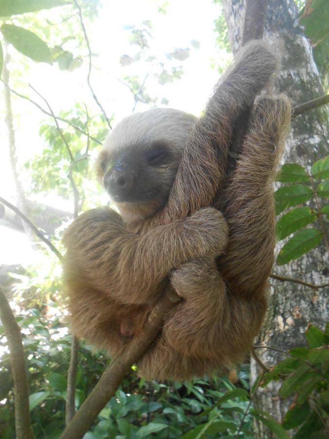 Topos Tree House Cahuita Ngoại thất bức ảnh